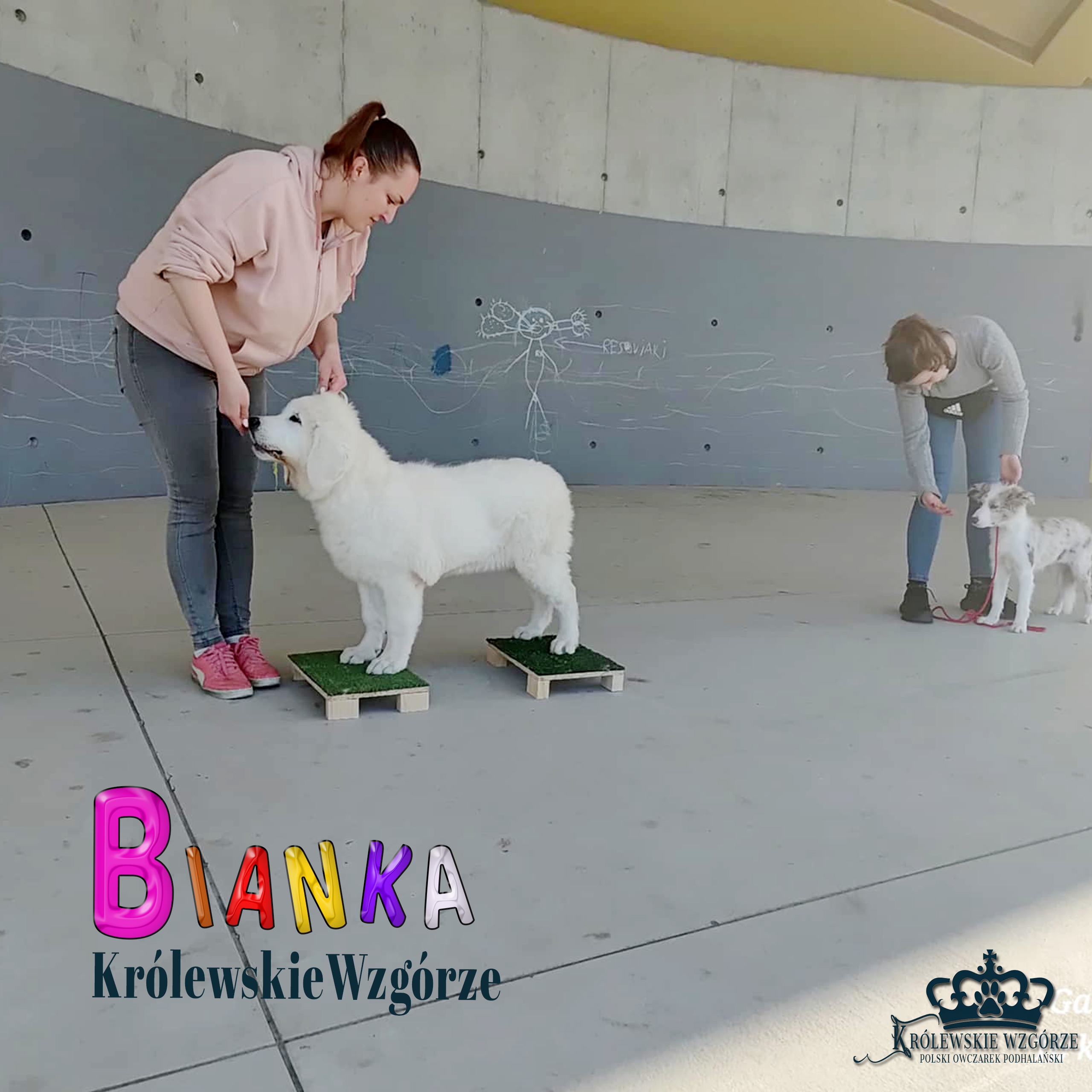 Trening wystawowy z psem: Bianka, podesty i border collie – relacja z parku w Rzeszowie