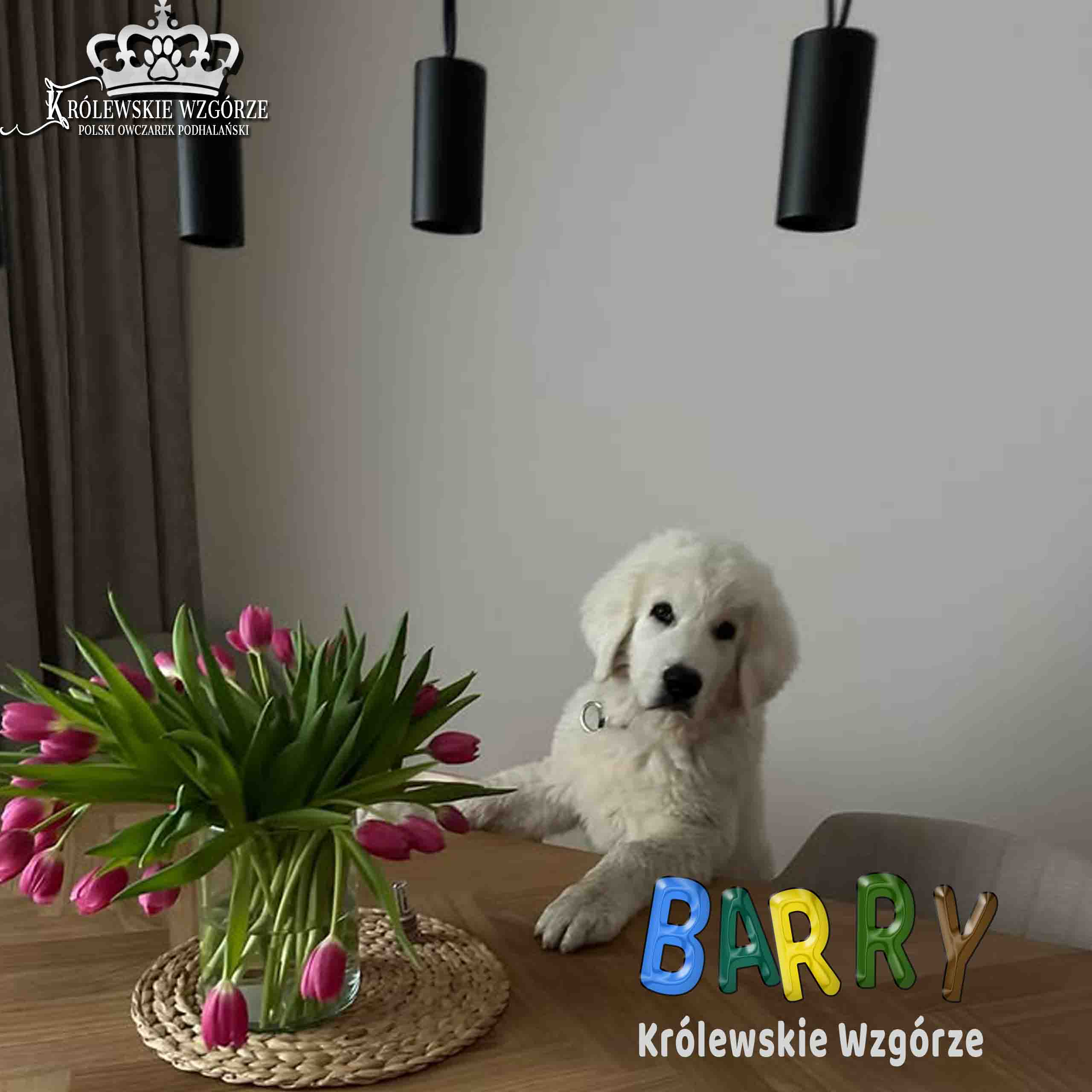 🐾 Barry Królewskie Wzgórze – Miłość, mądrość i psie szczęście 🐾