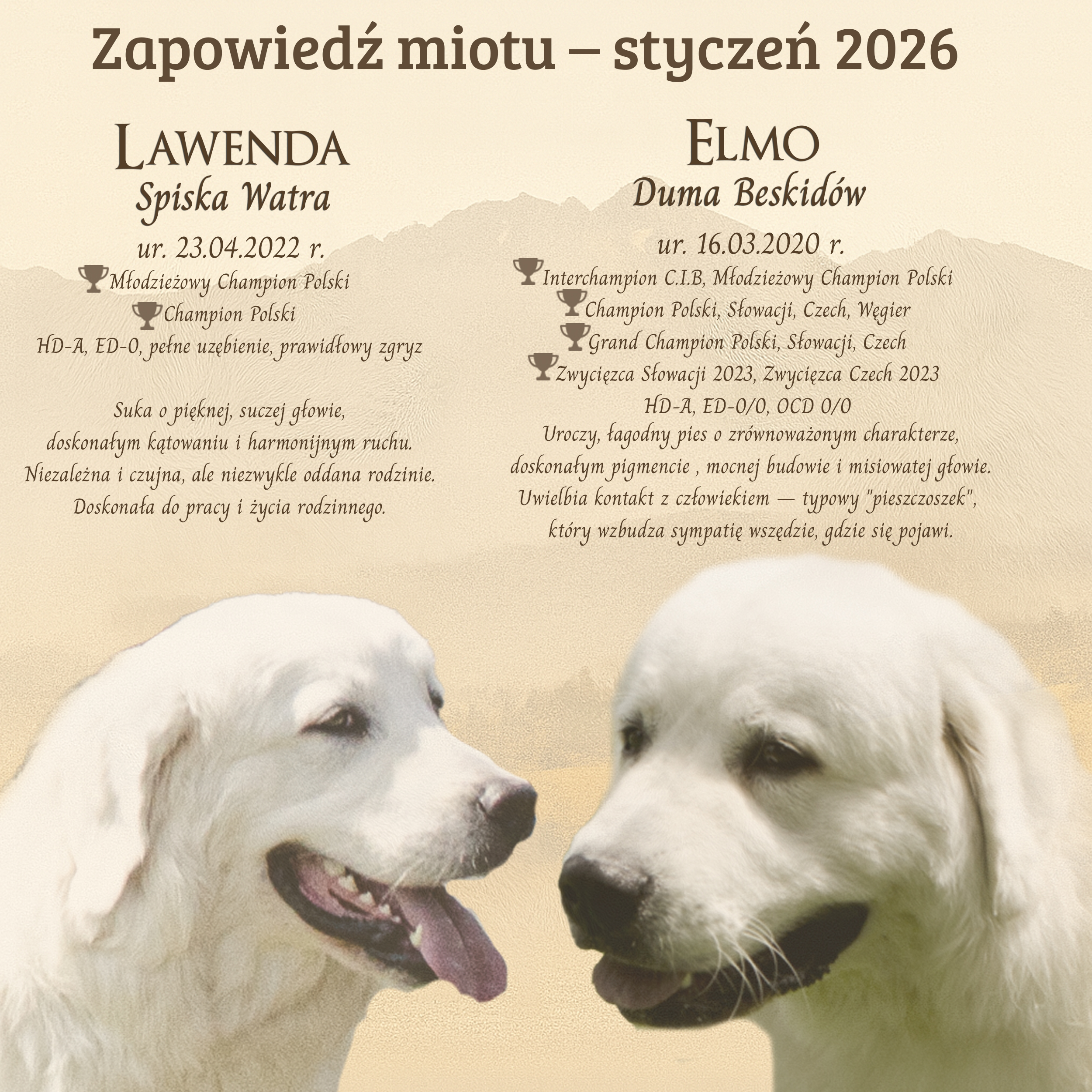 Jak czytać zapowiedź miotu? COI, badania, tytuły i cena szczeniaka wyjaśnione prosto