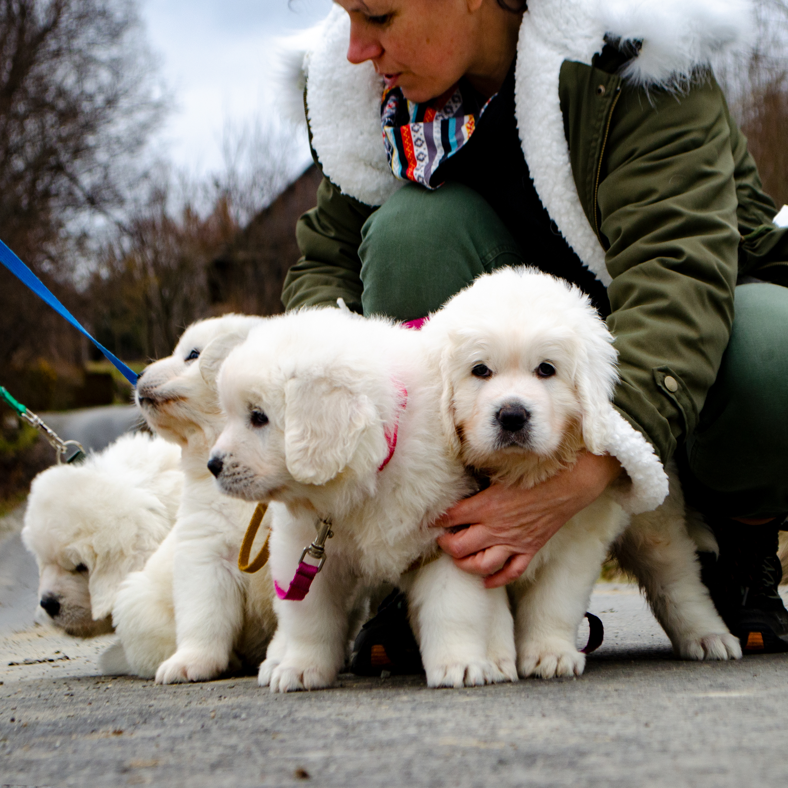 Suczka czy piesek? Jak wybrać szczeniaka owczarka podhalańskiego – wady, zalety i prawdziwe różnice z życia hodowli
