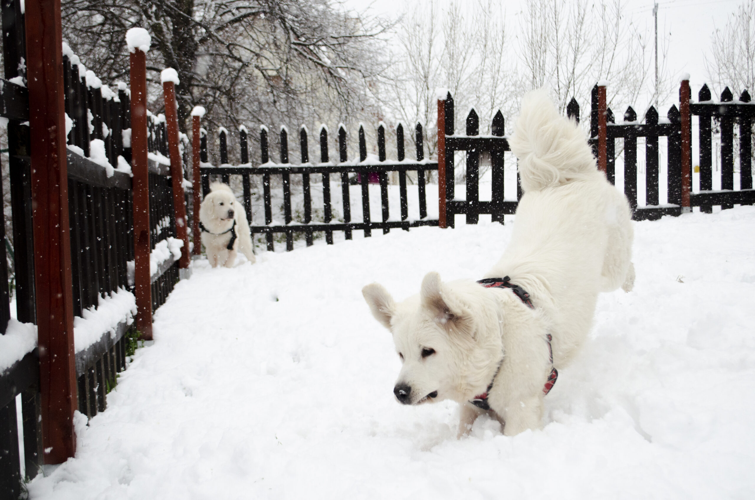 Pierwszy śnieg w naszej hodowli – radość, która unosi się nad całym „Królewskim Wzgórzem” ❄️🐾