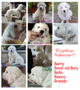 pierwsze urodziny miotu B owczarek podhalański