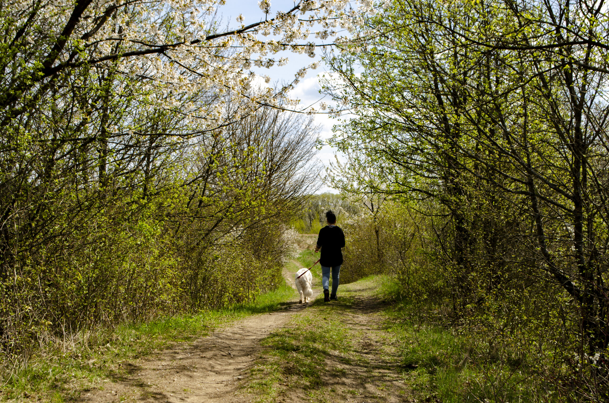 Niedzielny spacer z owczarkiem podhalańskim – relaks z Lawendą i refleksje o wychowaniu białasów