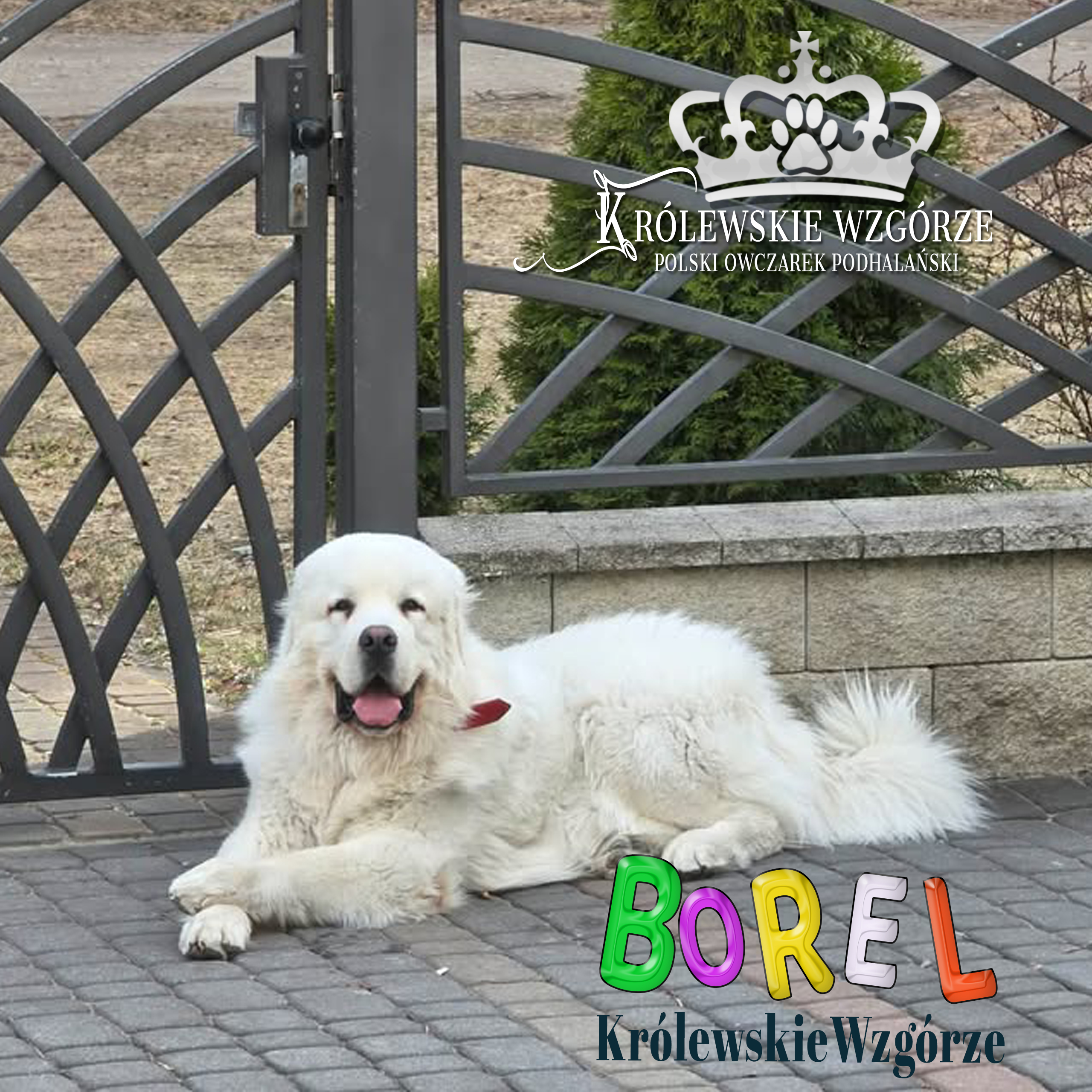 Od białej kulki do dumnego strażnika: Niesamowita przemiana Barry’ego i Borela z Królewskiego Wzgórza