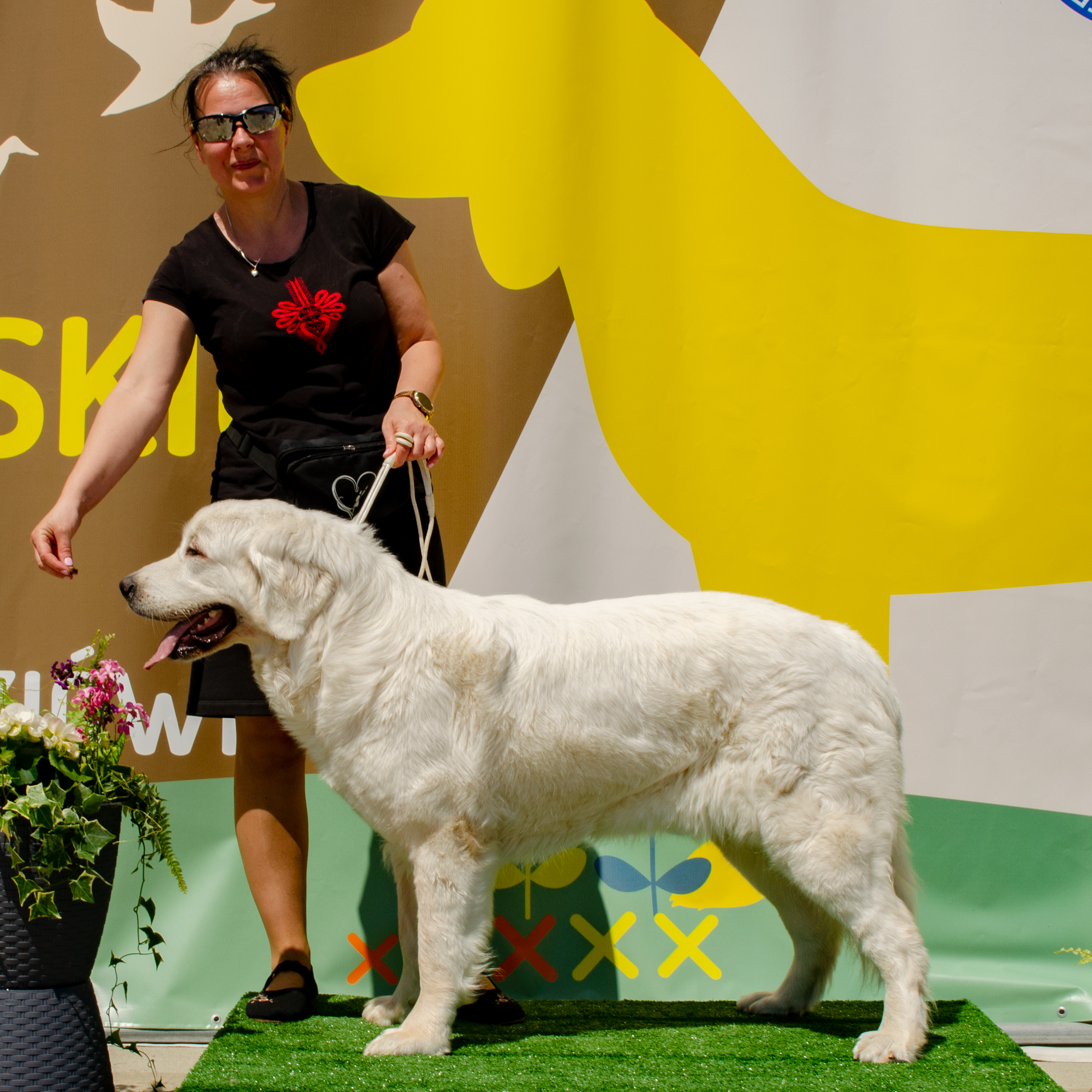Rzeszowski maraton wystawowy za nami! Wielki sukces Bianki podczas weekendu 23–24.05.2026