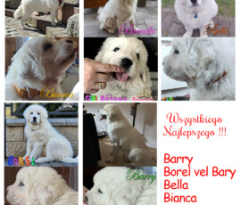 pierwsze urodziny miotu B owczarek podhalański