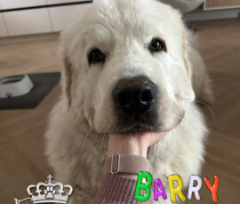 Owczarek Podhalański Barry Królewskie Wzgórze