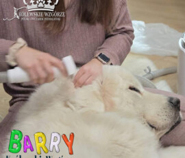 Owczarek Podhalański Barry Królewskie Wzgórze