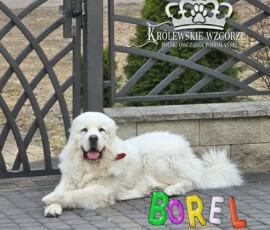 Owczarek Podhalański Barry Królewskie Wzgórze